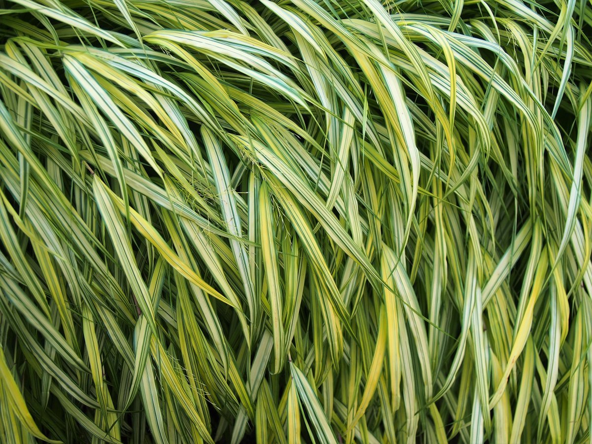 Хаконехлоя большая - фото 10