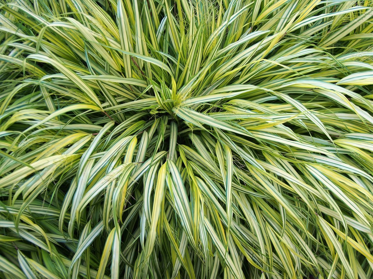 Хаконехлоя большая - фото 9