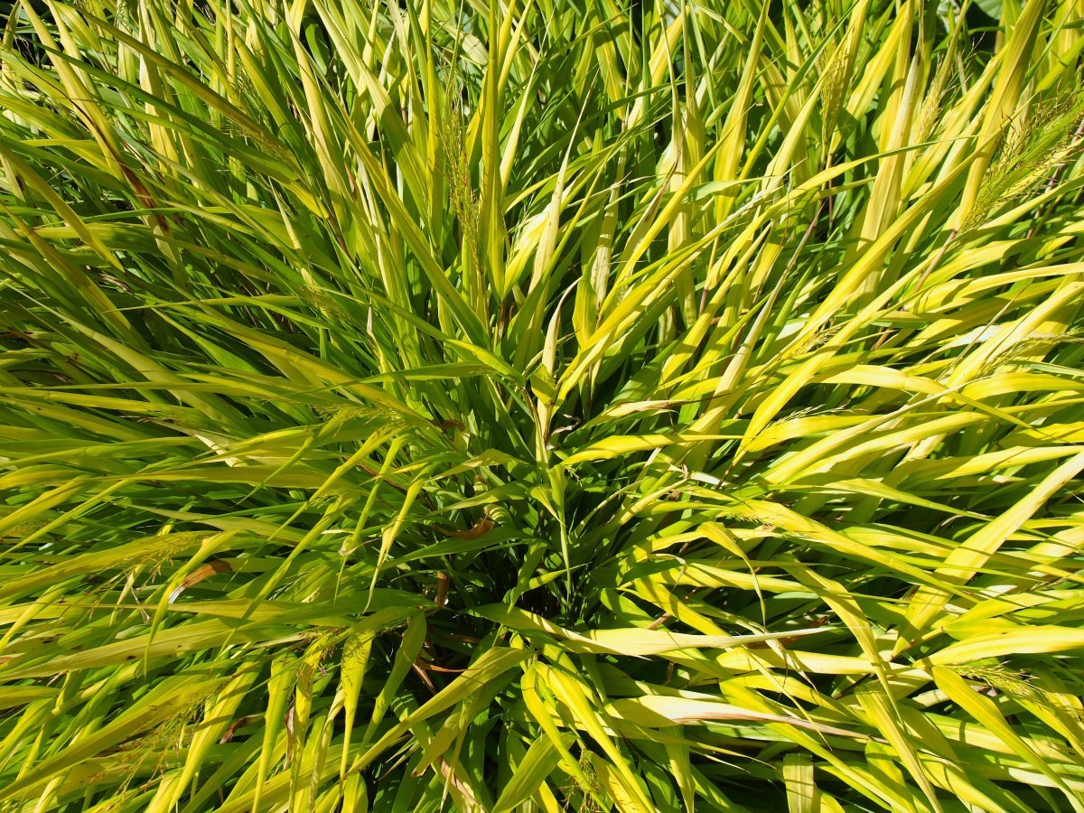 Хаконехлоя большая - фото 4