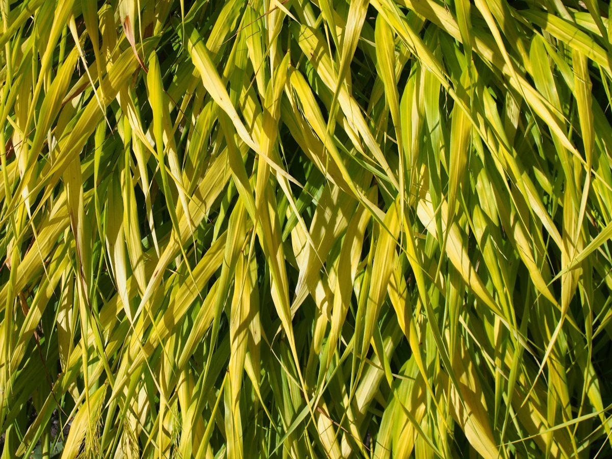 Хаконехлоя большая - фото 5