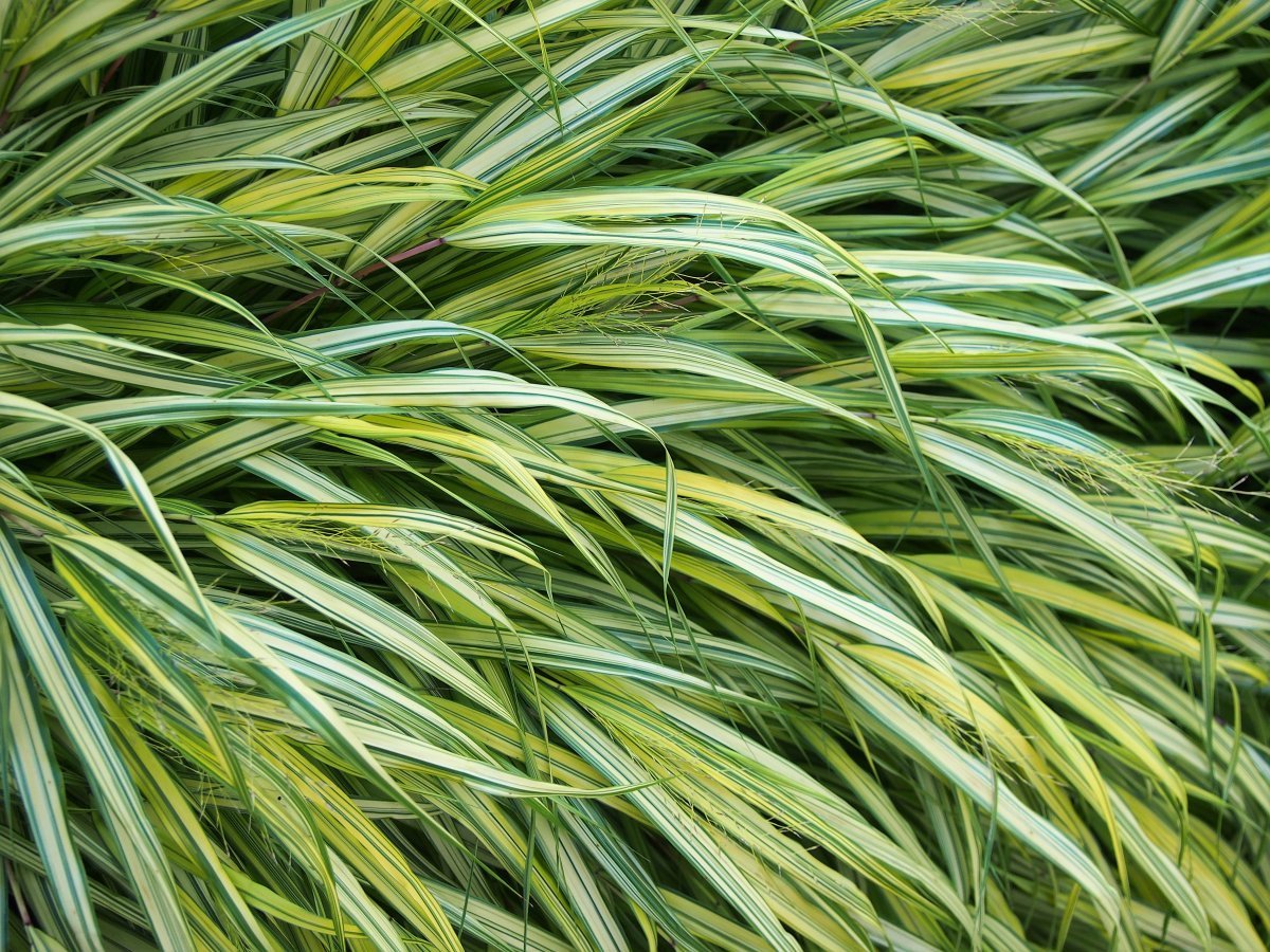 Хаконехлоя большая - фото 8