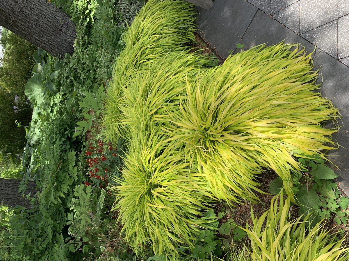 Хаконехлоя большая - фото 3