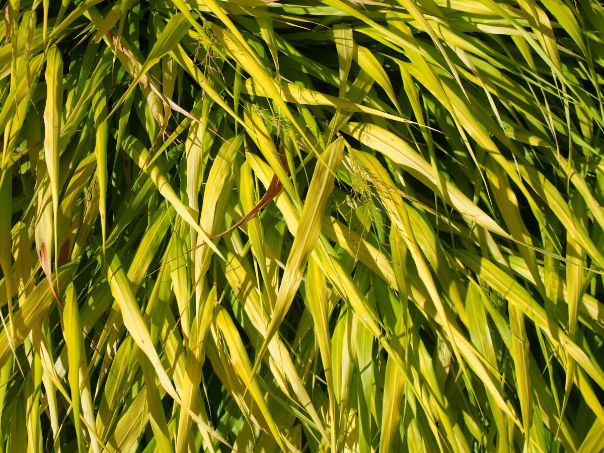 Хаконехлоя большая - фото 6