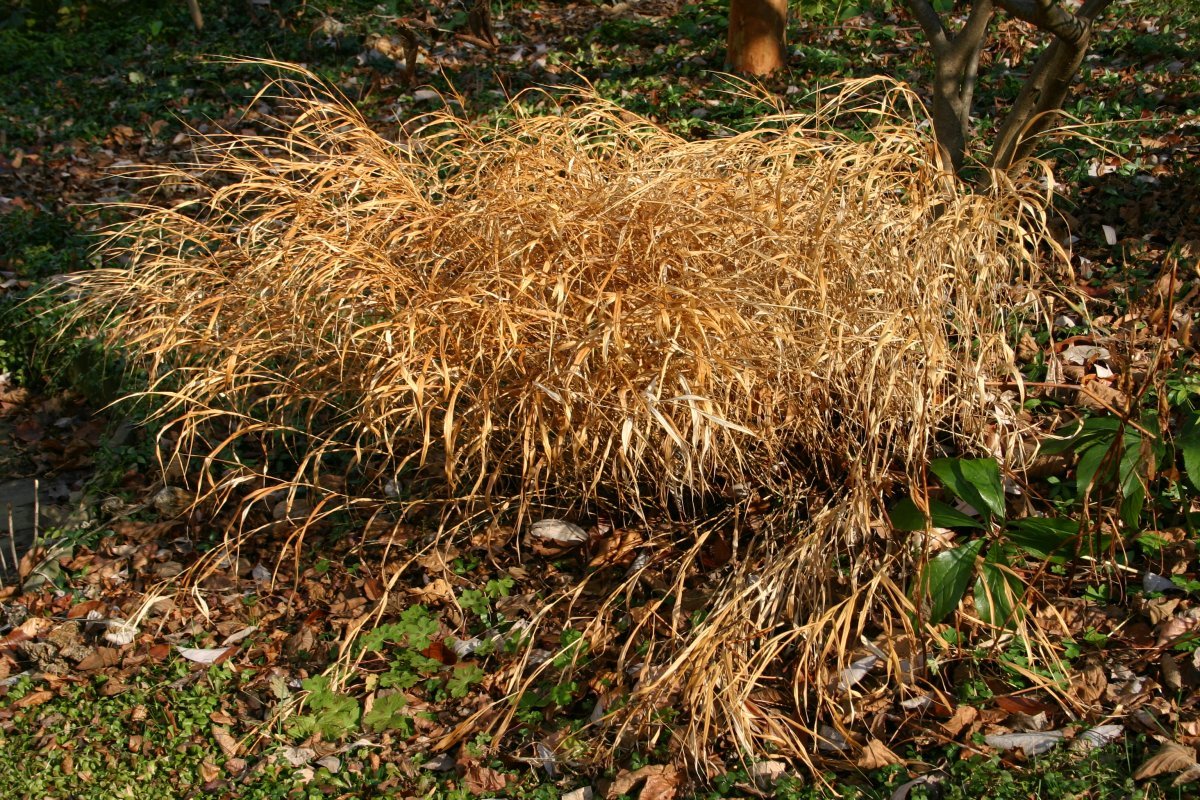 Хаконехлоя большая