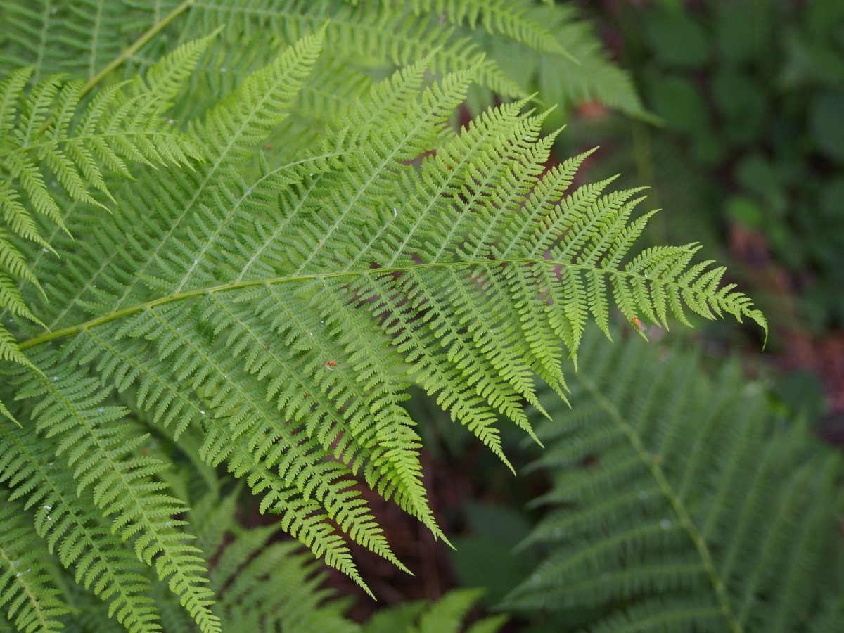 Кочедыжник женский - фото 5