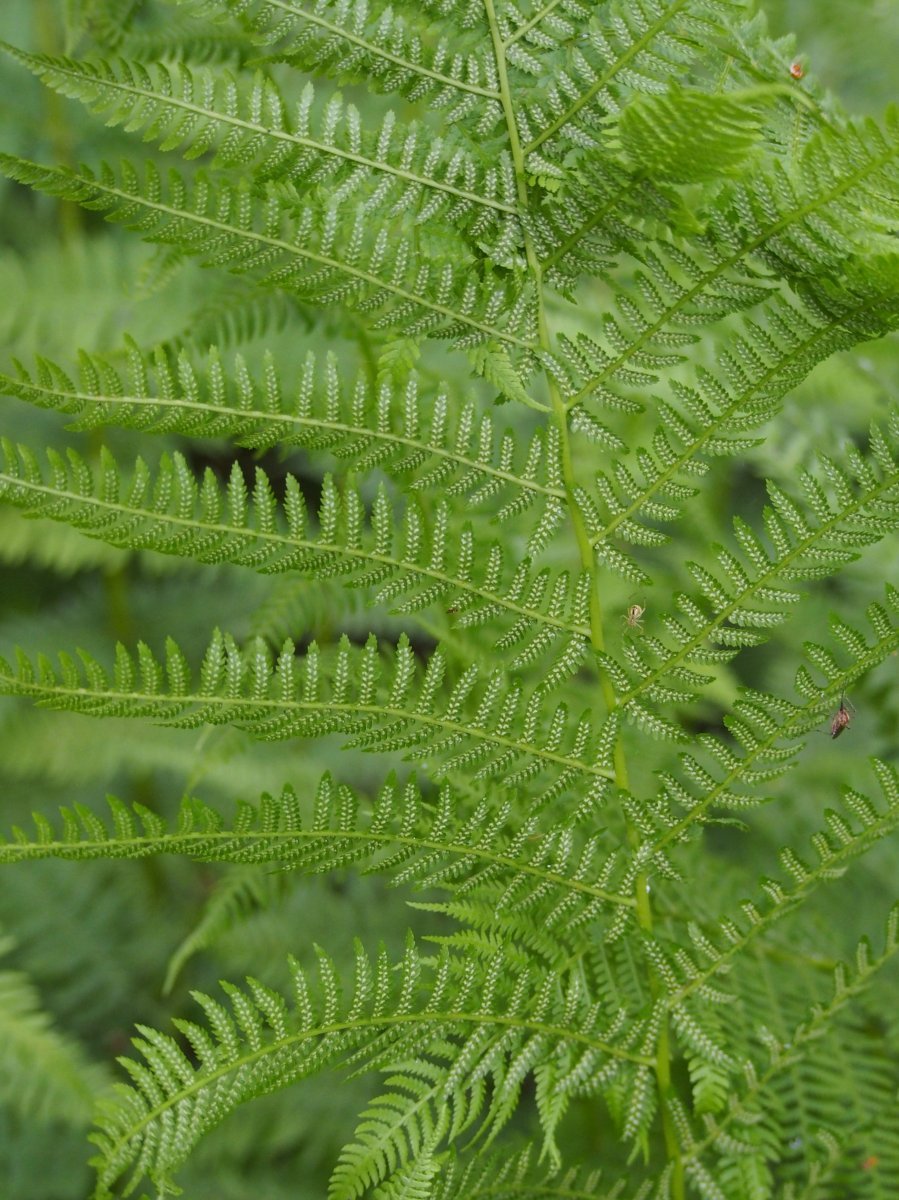 Кочедыжник женский - фото 6