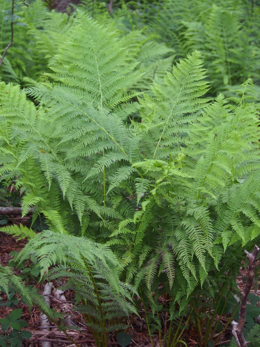 Кочедыжник женский - фото 4