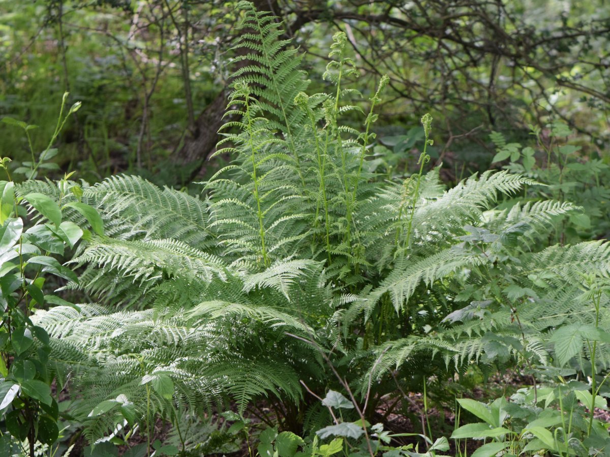 Кочедыжник женский - фото 9