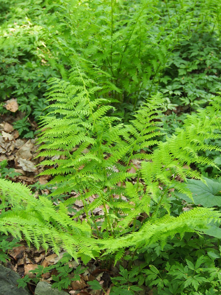 Кочедыжник женский - фото 3