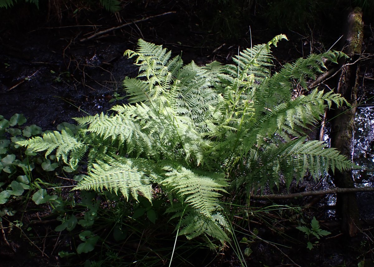 Кочедыжник женский - фото 10