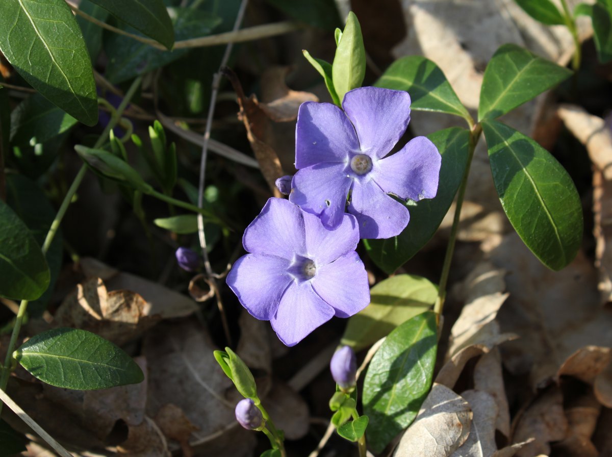 Барвинок малый - фото 11