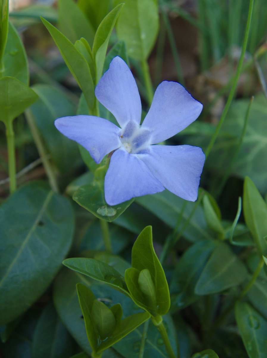 Барвинок малый - фото 10