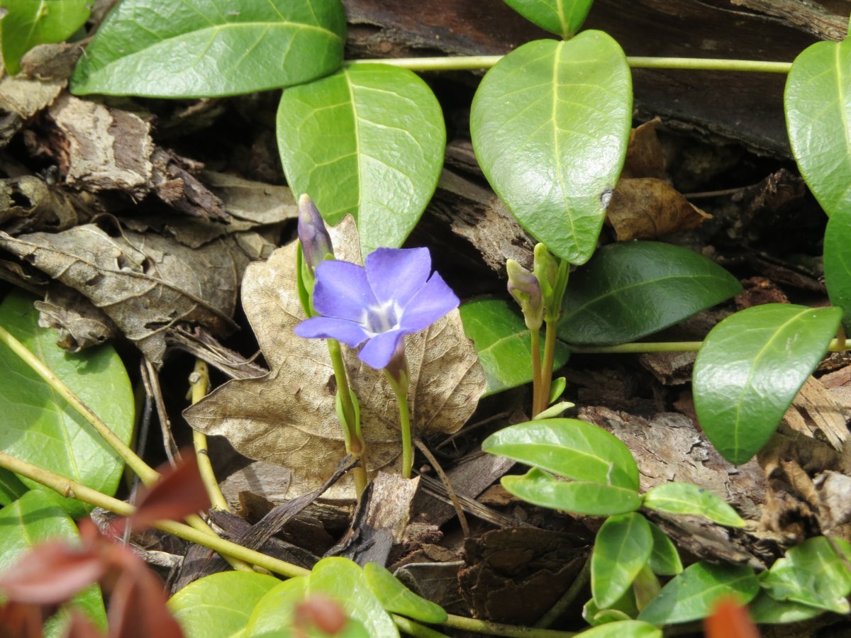 Барвинок малый - фото 3