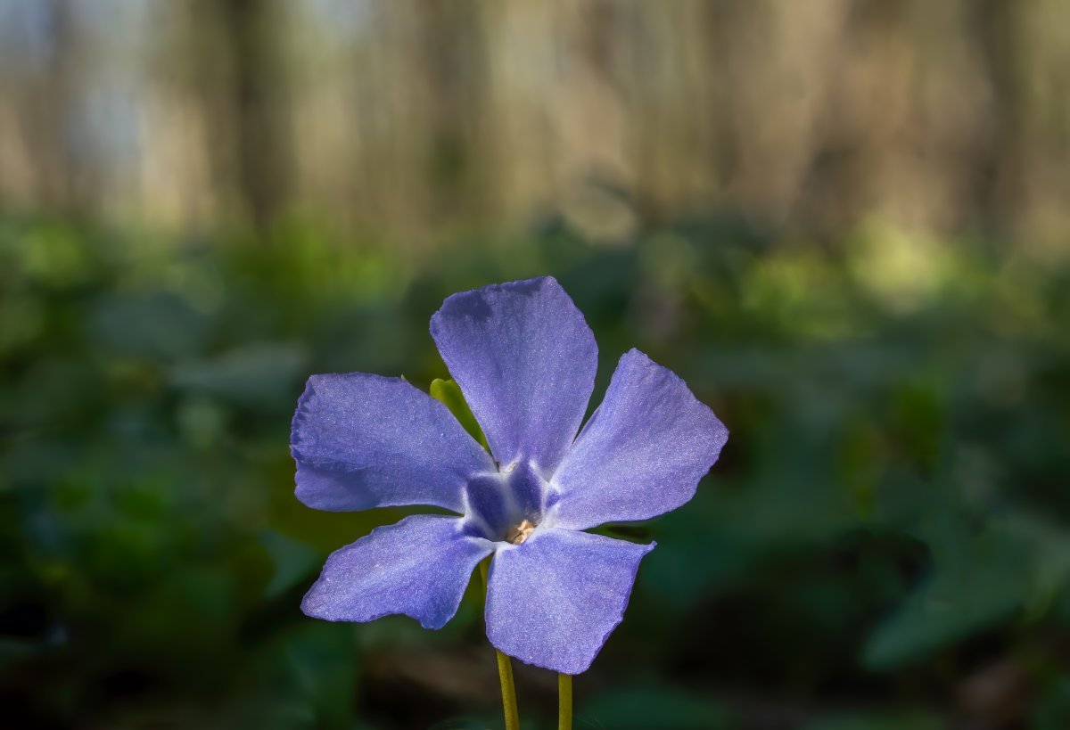 Барвинок малый - фото 5