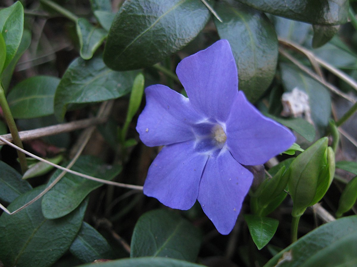 Барвинок малый - фото 9