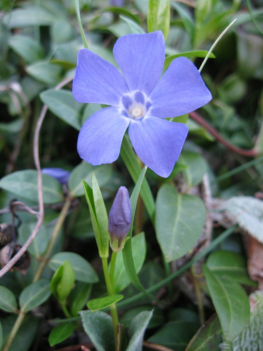 Барвинок малый - фото 8