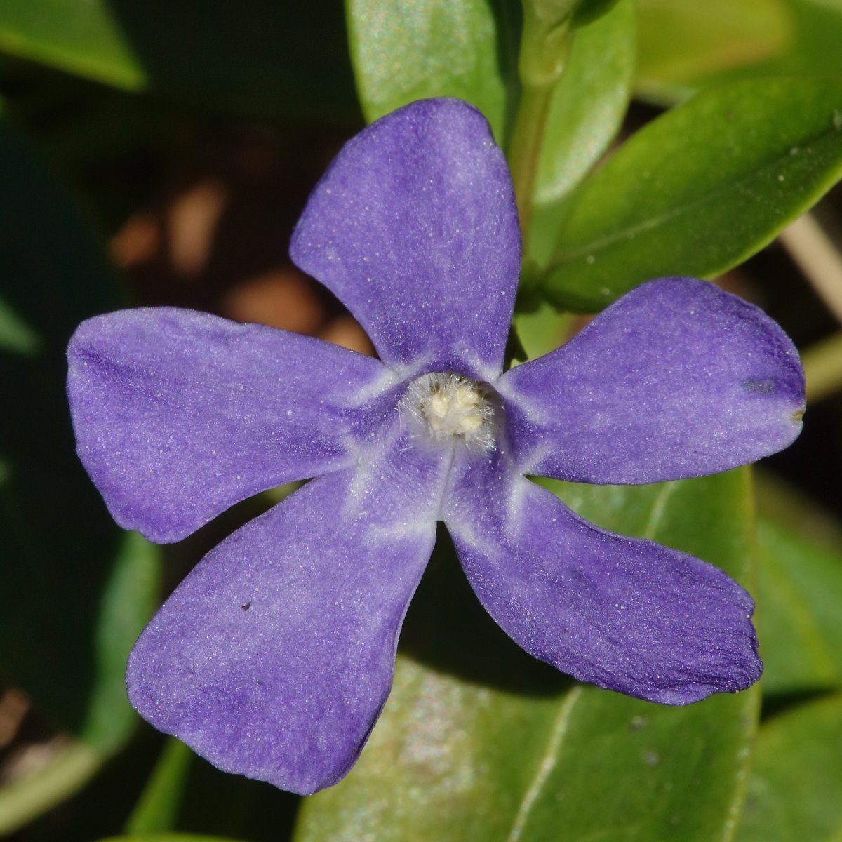 Барвинок малый - фото 6