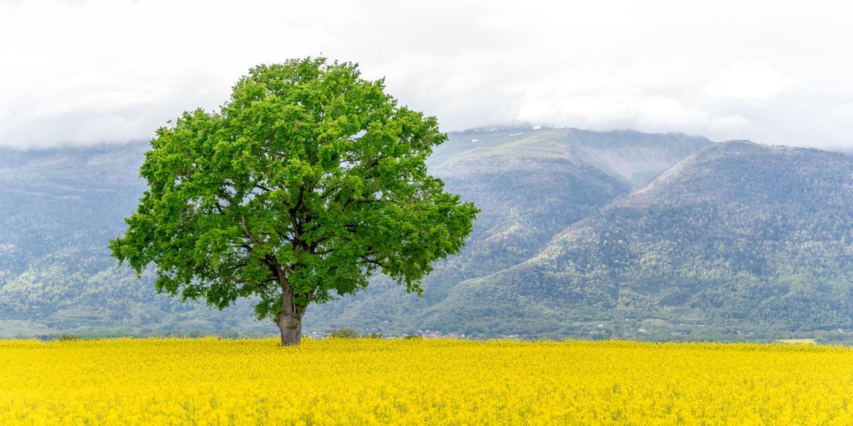 Дуб черешчатый