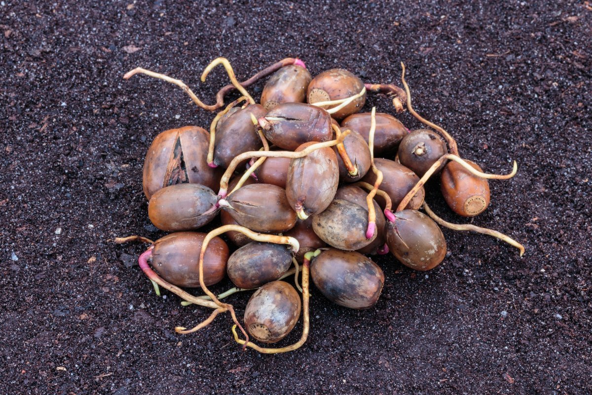 Дуб черешчатый - фото 7