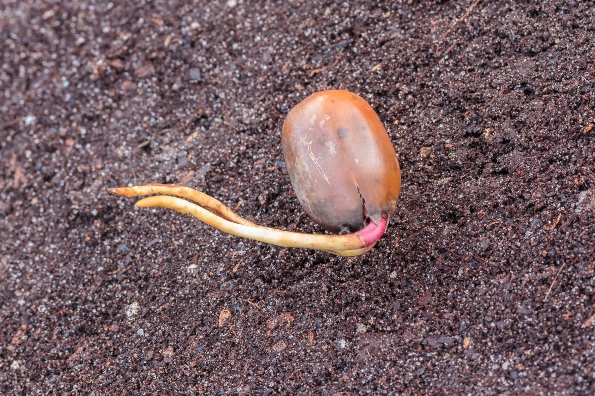 Дуб черешчатый - фото 3