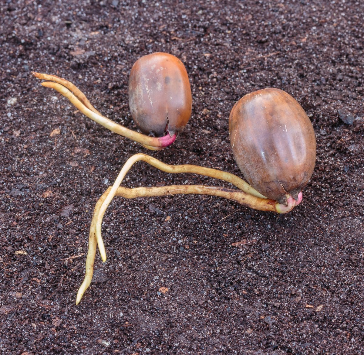 Дуб черешчатый - фото 6