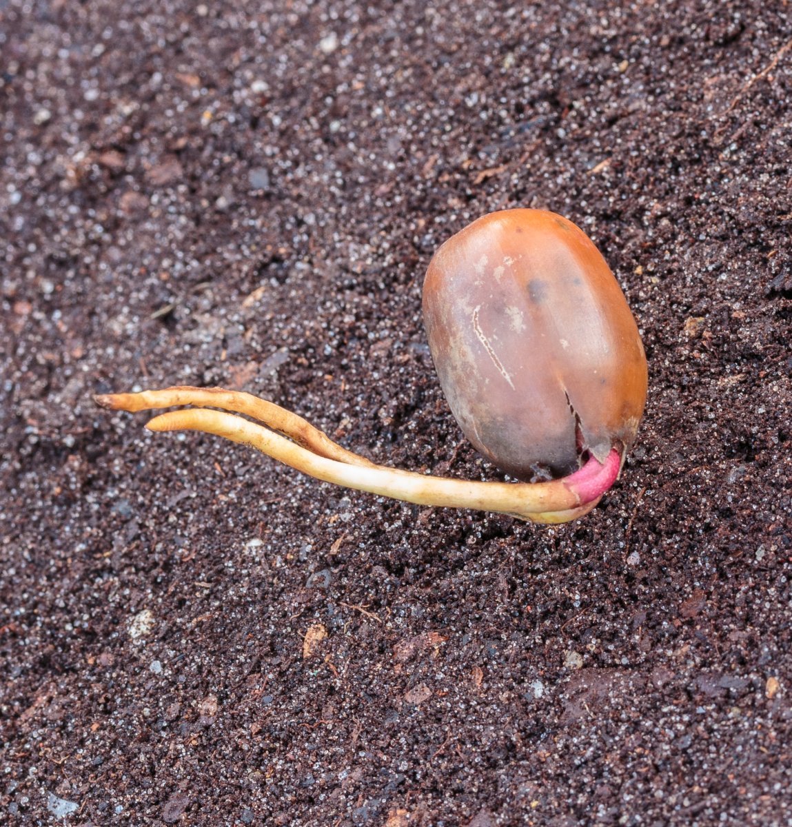 Дуб черешчатый - фото 4