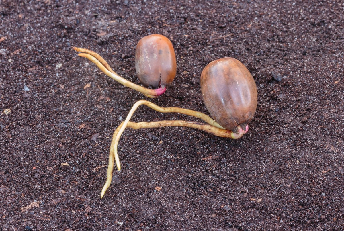 Дуб черешчатый - фото 5