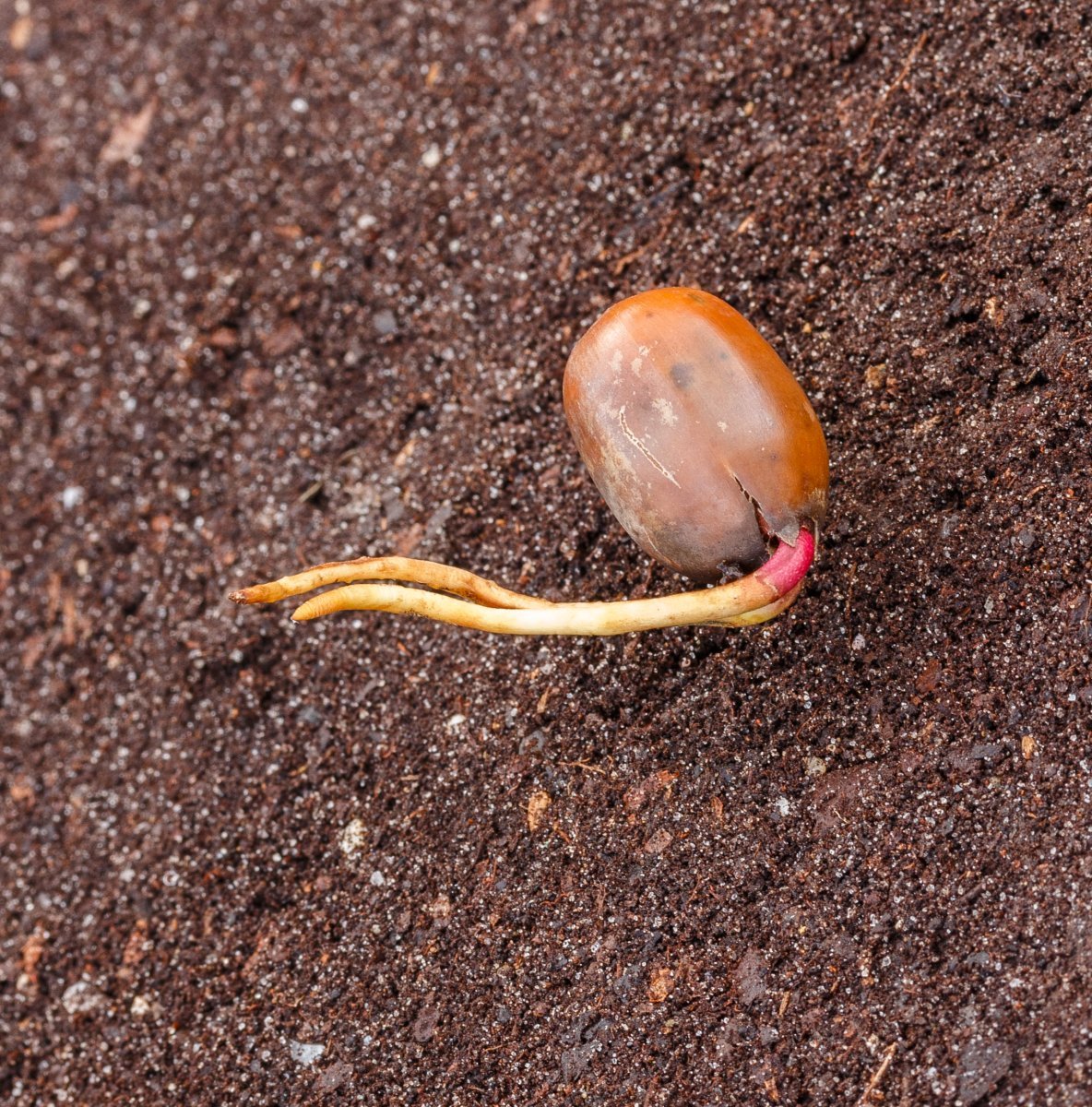 Дуб черешчатый - фото 2