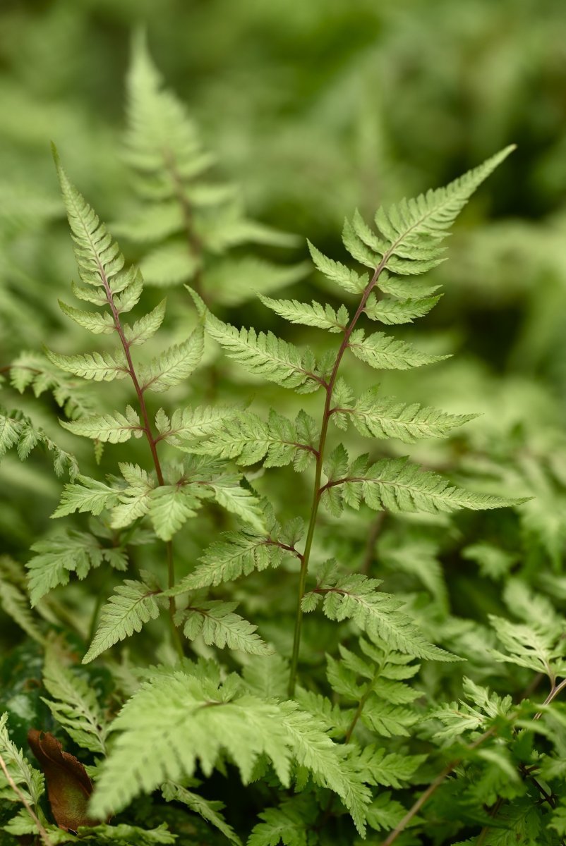 Кочедыжник ниппонский - фото 2