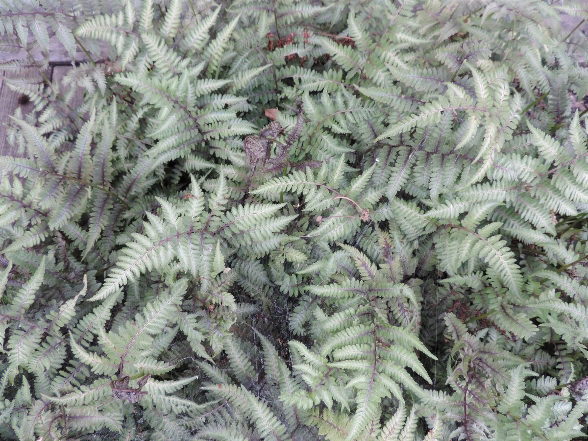 Кочедыжник ниппонский - фото 3