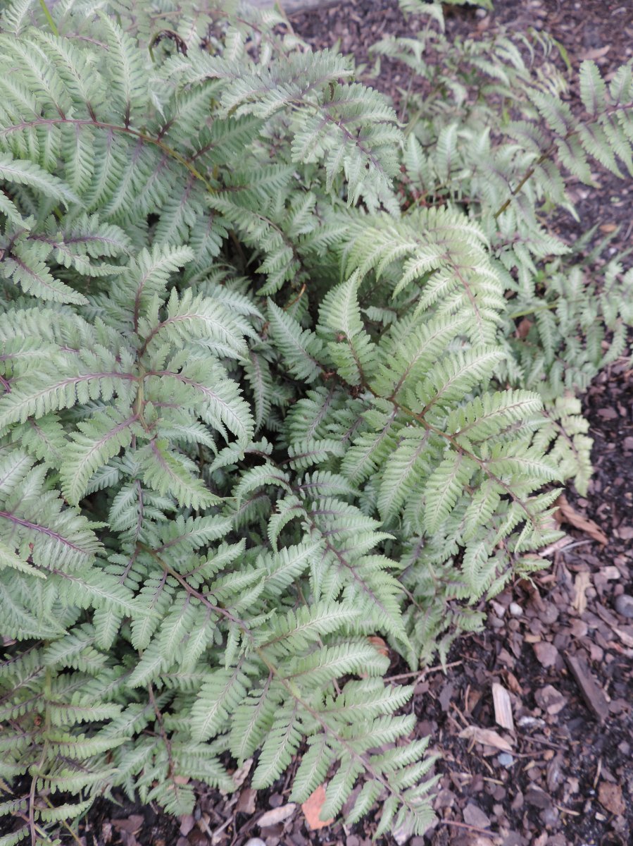 Кочедыжник ниппонский - фото 4