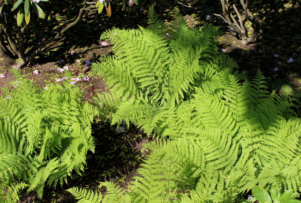 Кочедыжник китайский - фото 2