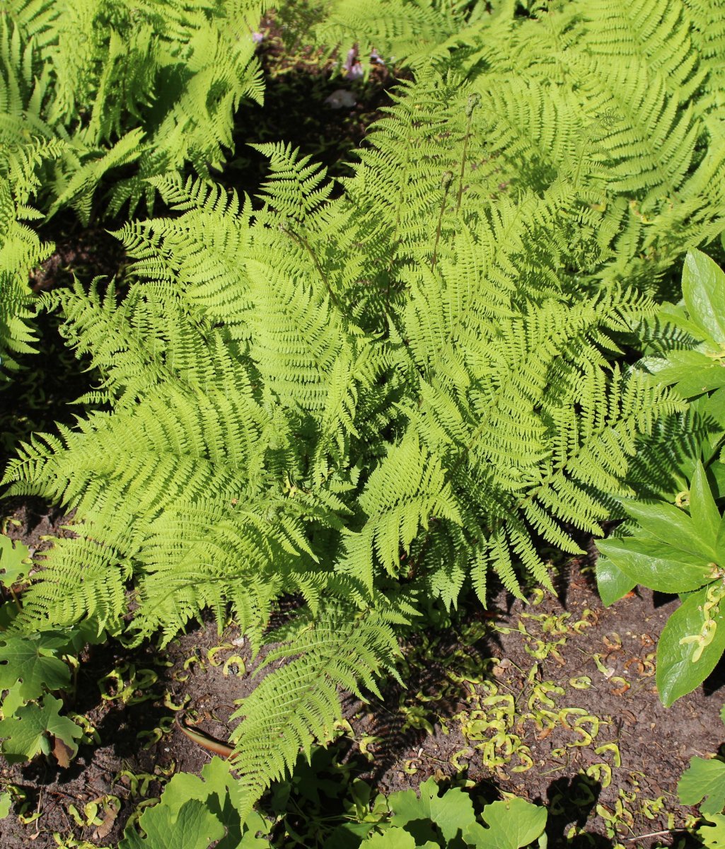 Кочедыжник китайский