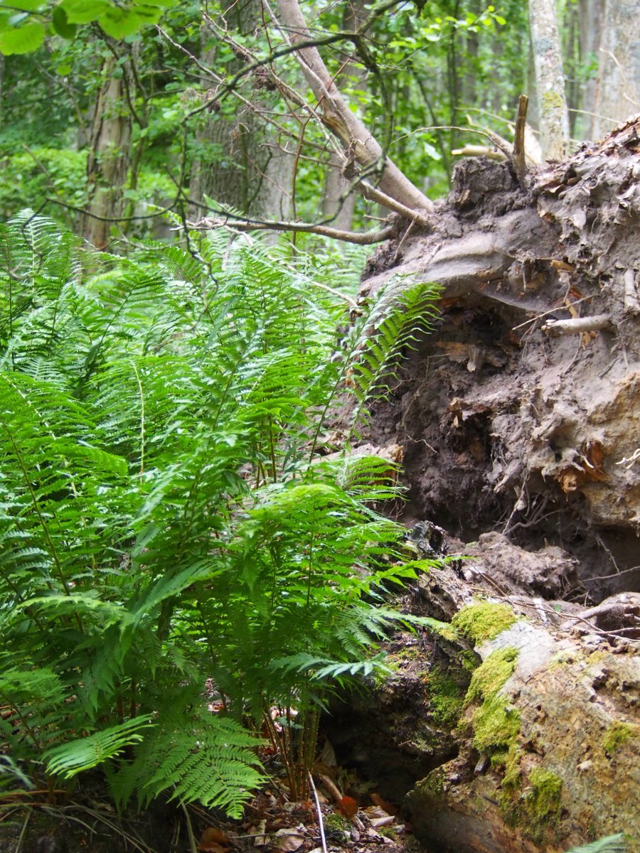 Щитовник мужской - фото 7