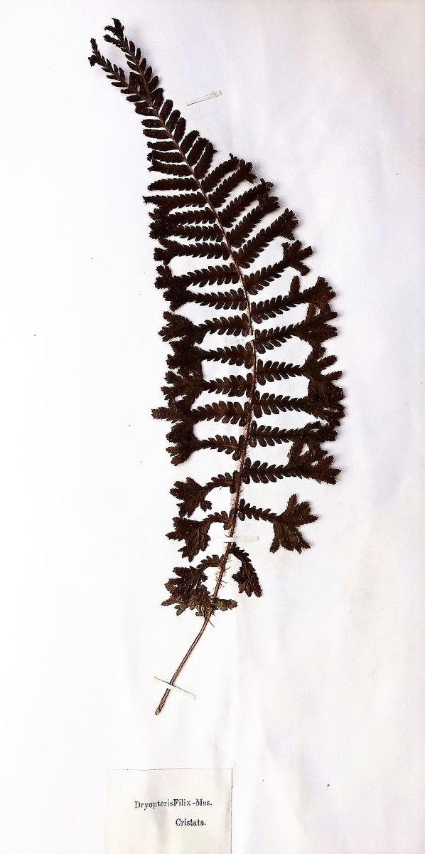 Щитовник мужской - фото 3