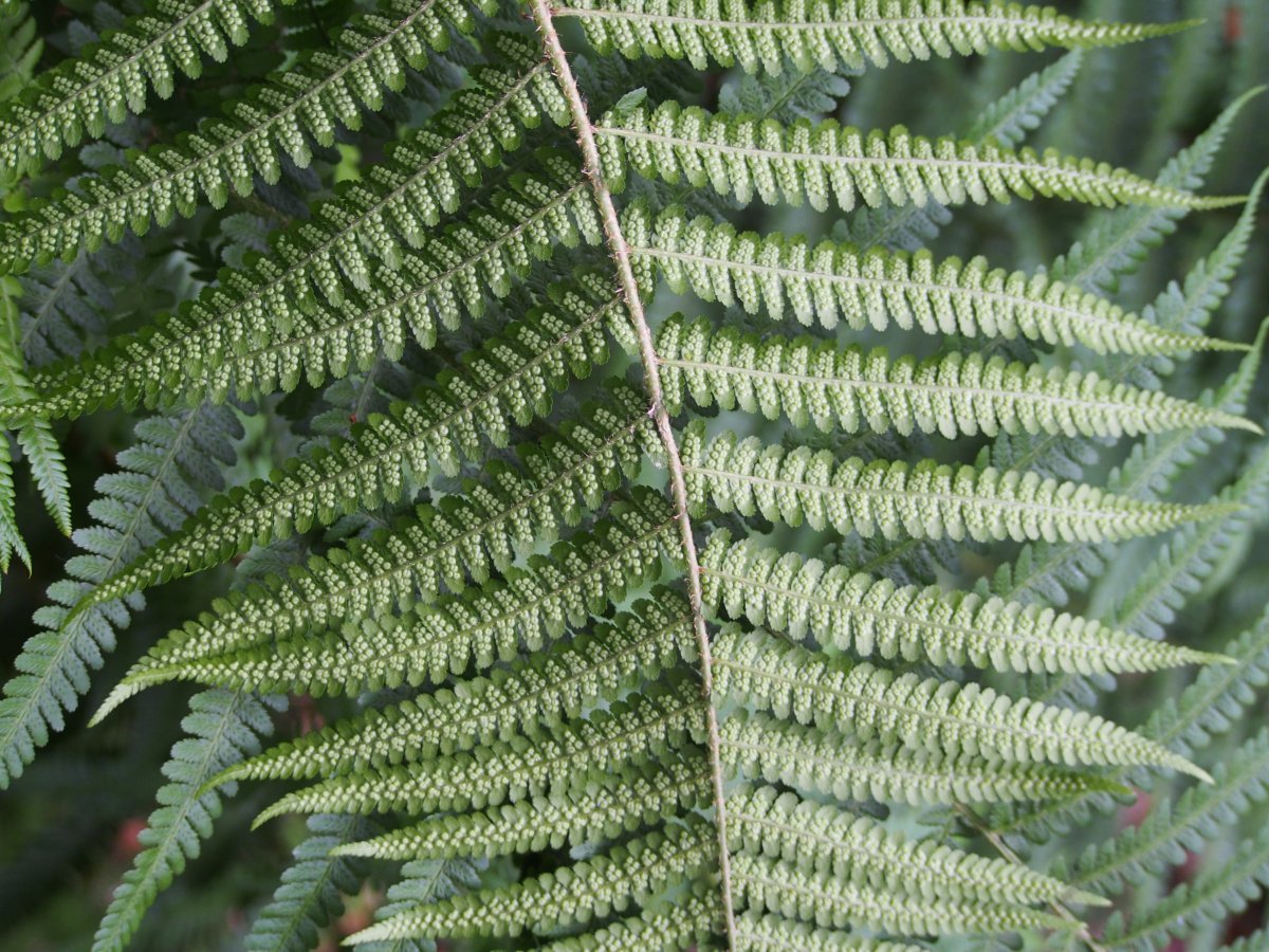 Щитовник мужской - фото 9