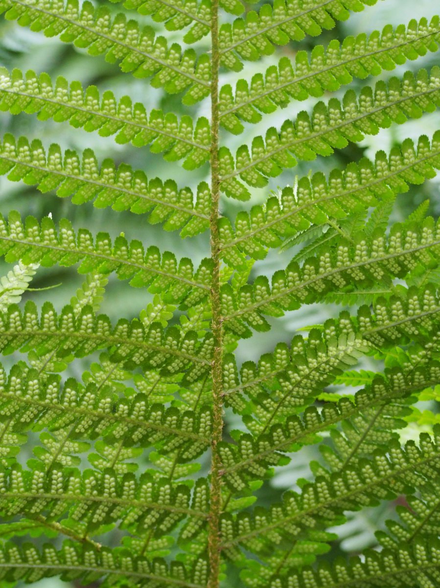 Щитовник мужской - фото 10