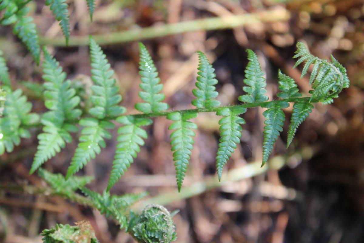 Щитовник мужской - фото 5