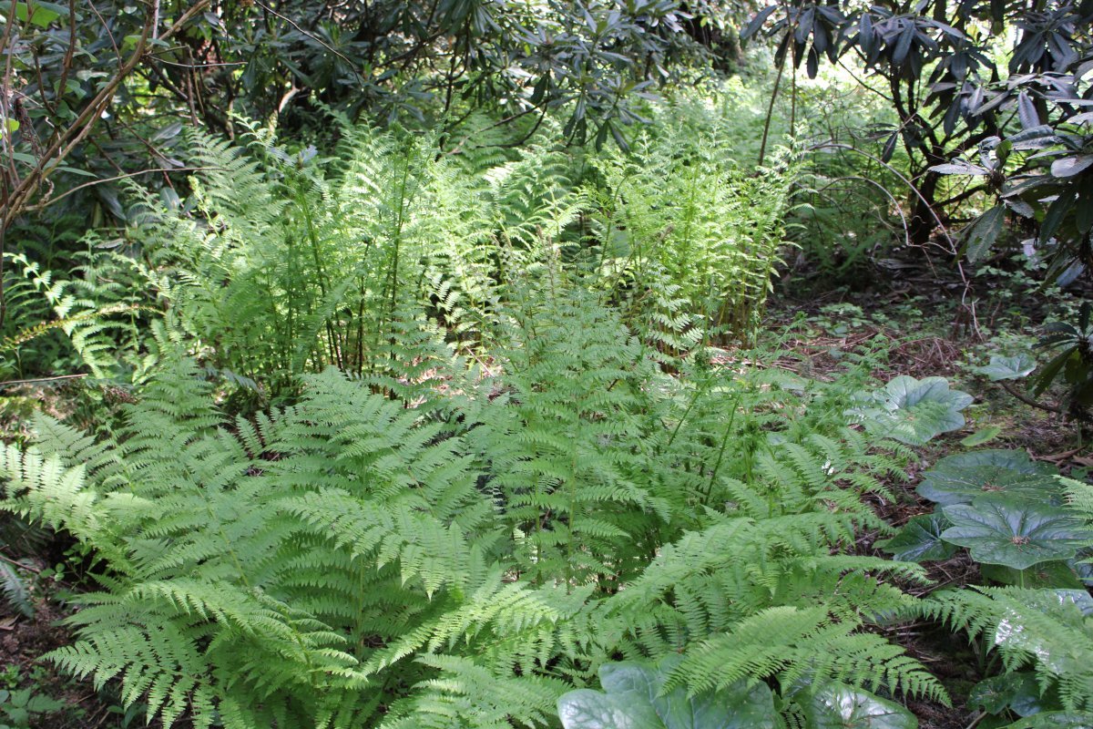 Щитовник мужской - фото 6