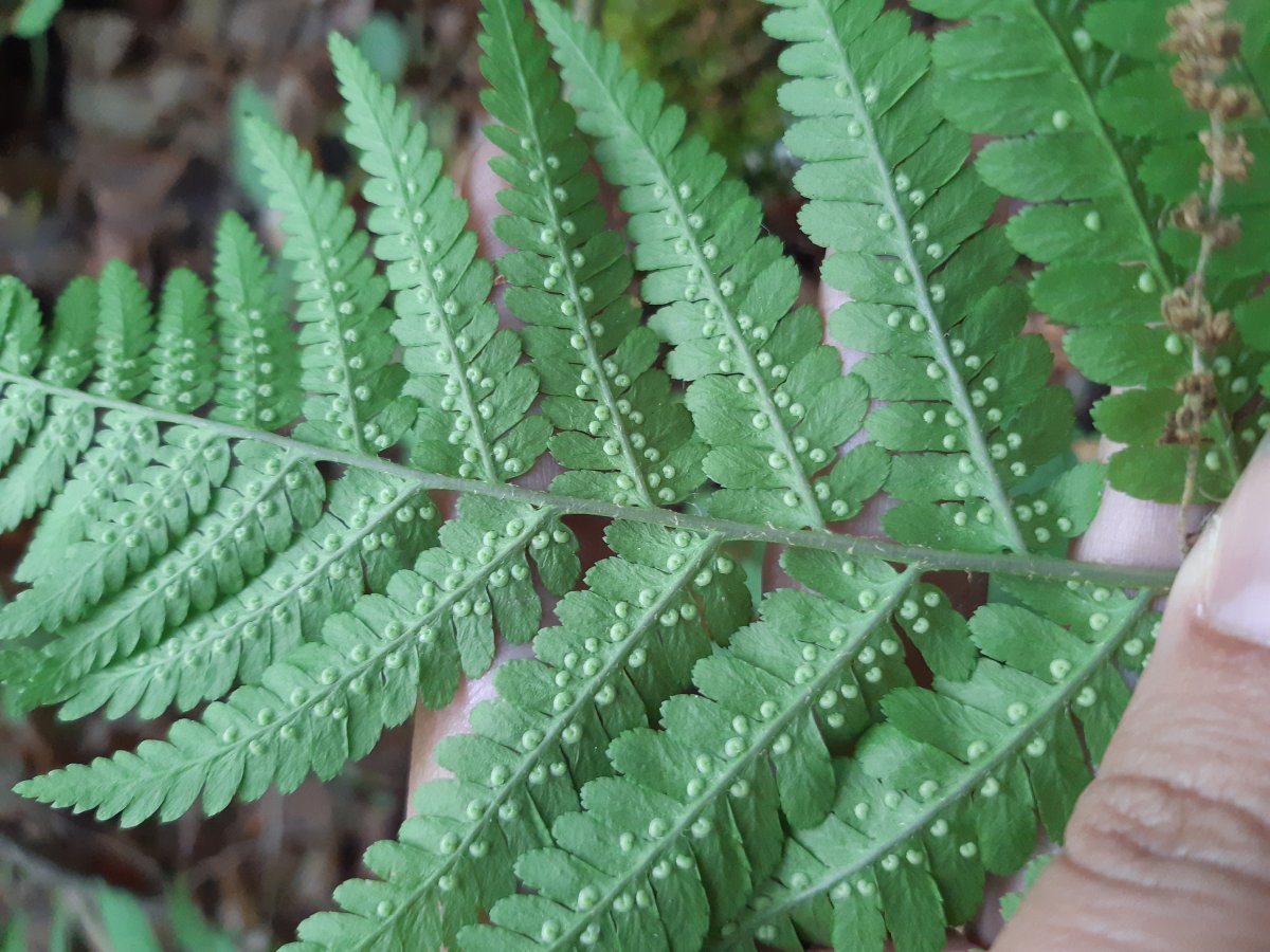 Щитовник мужской - фото 2