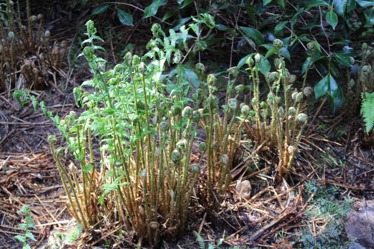 Щитовник мужской - фото 4