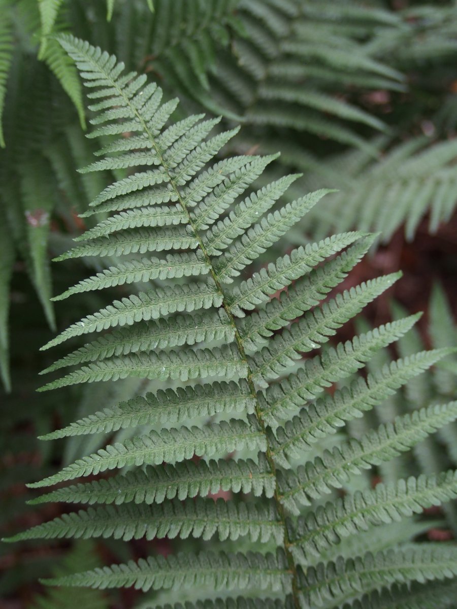 Щитовник мужской - фото 8