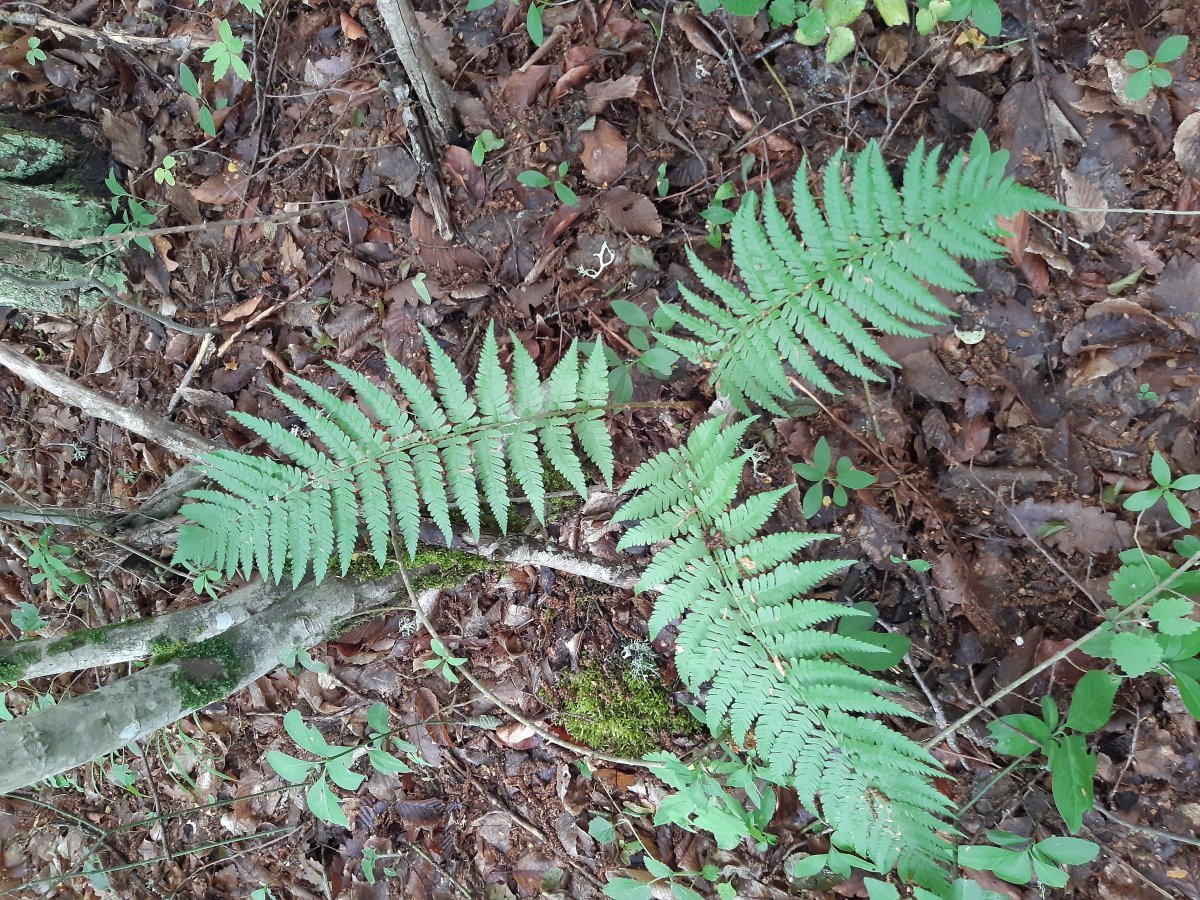 Щитовник мужской