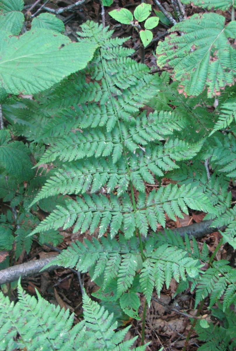 Щитовник австрийский - фото 9