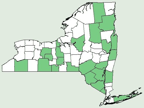 Щитовник австрийский - фото 7