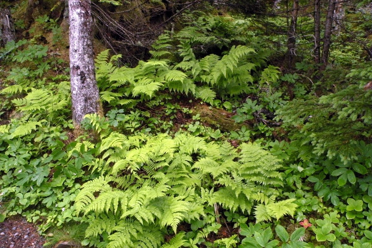 Щитовник австрийский - фото 5