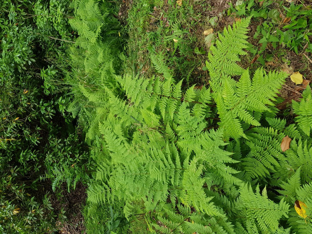 Щитовник австрийский - фото 4