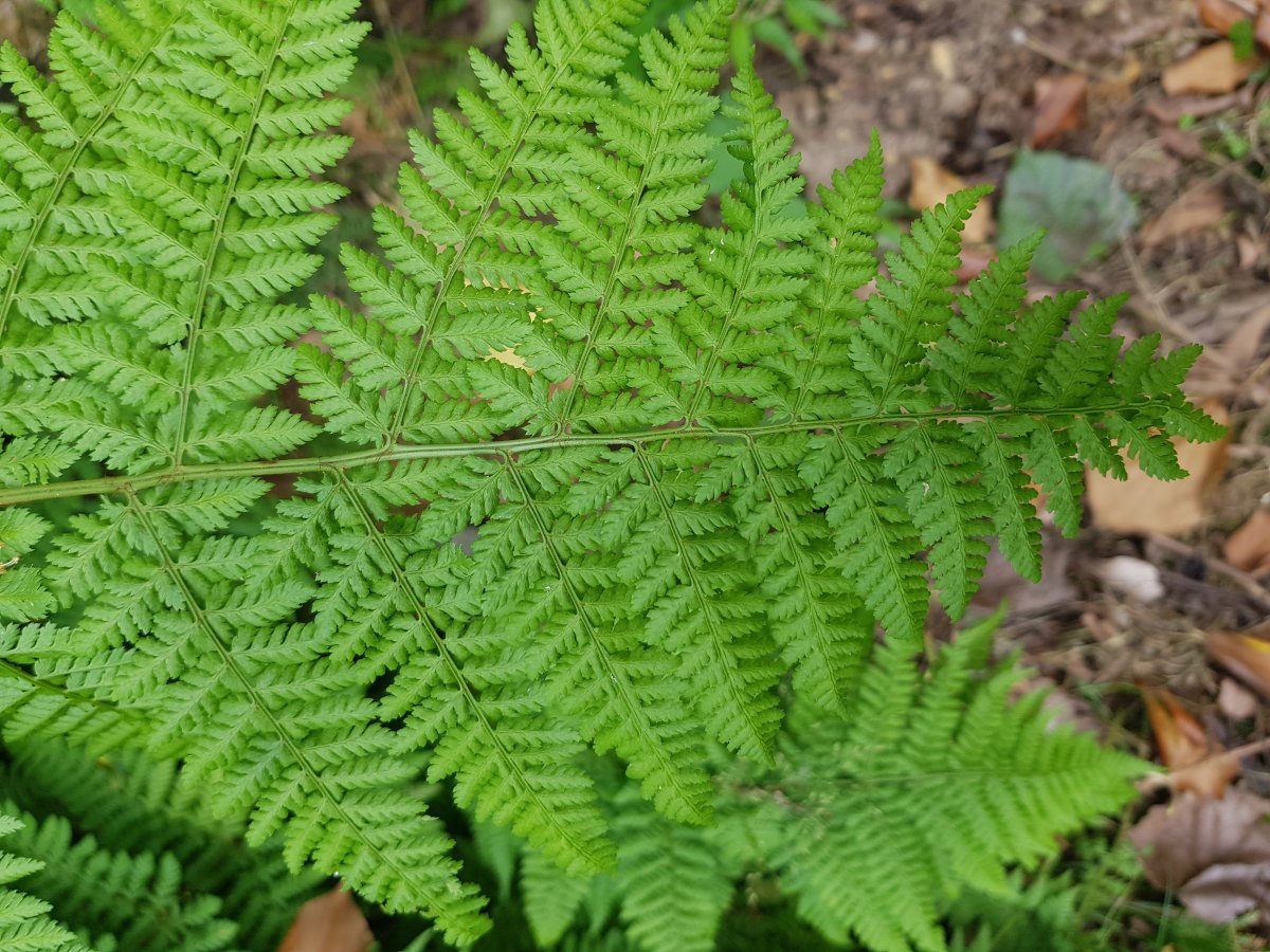 Щитовник австрийский - фото 3