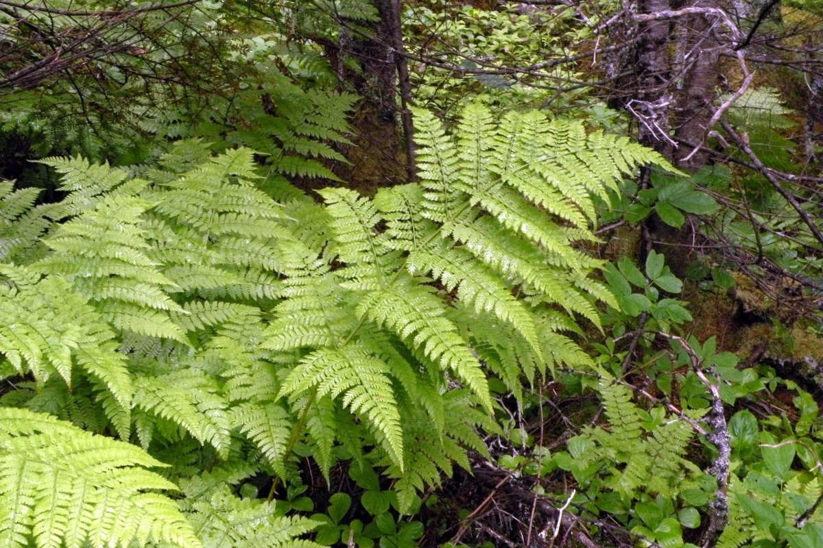 Щитовник австрийский - фото 6