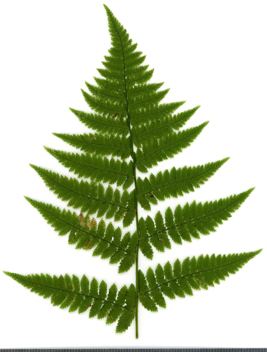 Щитовник австрийский